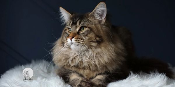 Chatterie Shacoon Chat Maine Coon Chatons Maine Coon