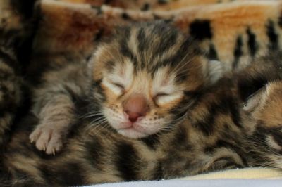 Bengal kittens available  Bengal kittens available now