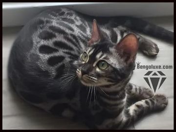 Silver Bengal Cats & Kittens for Sale 