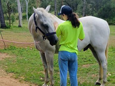 Equine assisted learning Pegasus Holistic Healing
