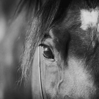 Horses eye peering into humans souls
