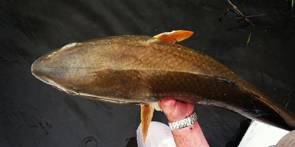 Bull Redfish on grass flat
