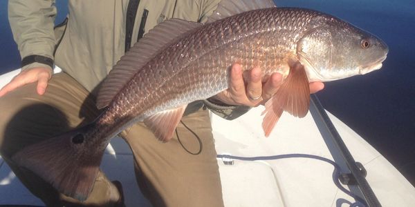 Fly Fishing for Redfish