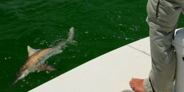 Fishing for Sharks on the beach