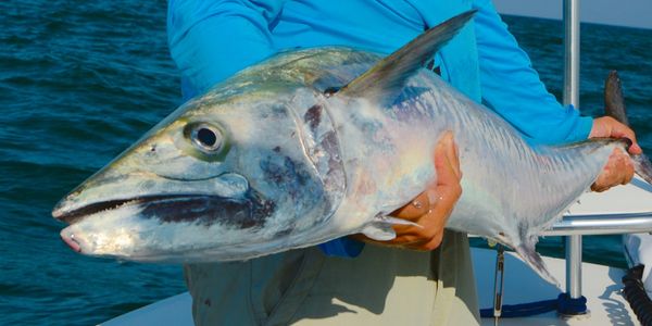 Catching King Mackerel while tarpon fishing