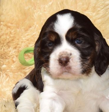 Brown and white english springer spaniel puppy for sale.