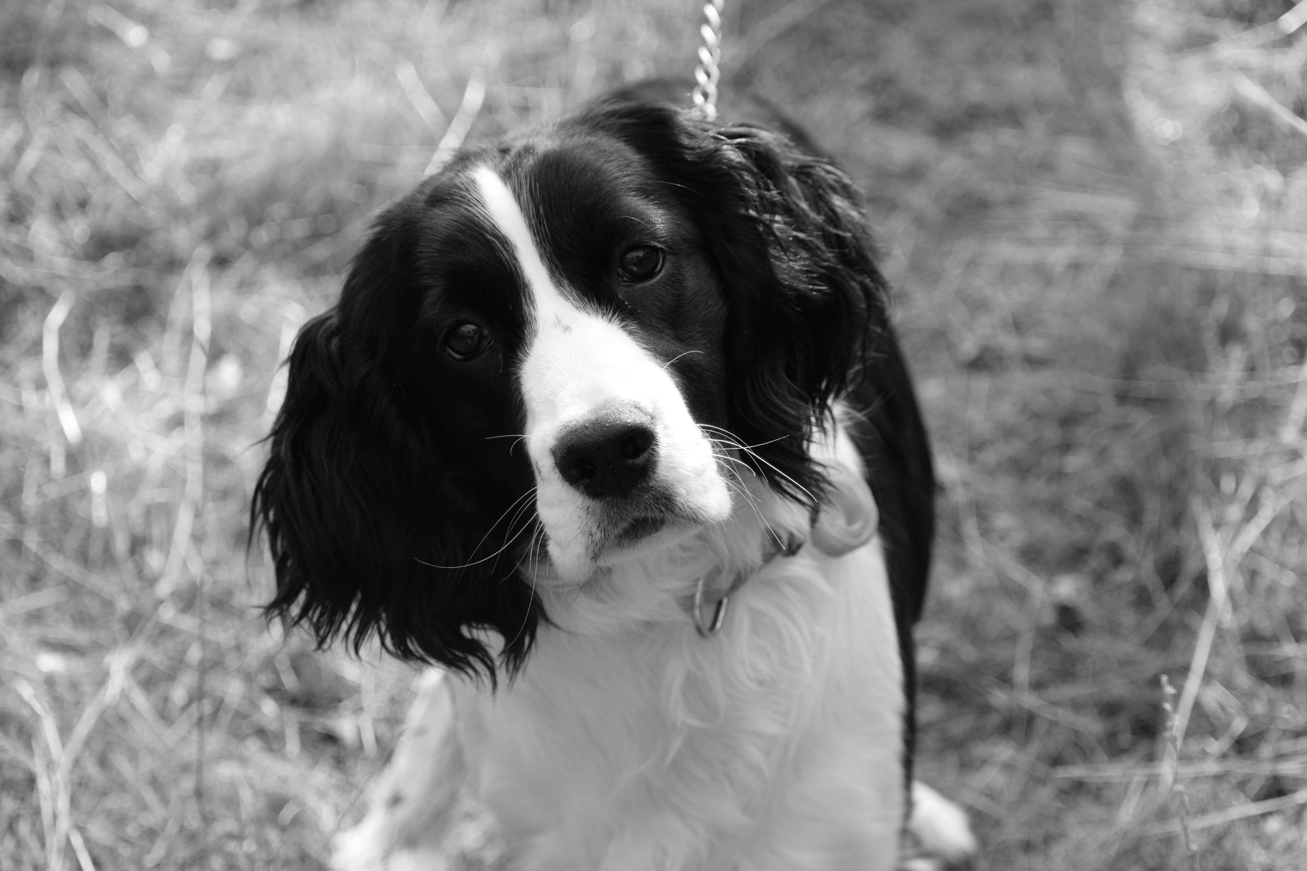 Black and white English Springer Spaniel puppy for sale.