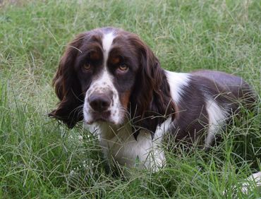 Brown and white english springer spaniel puppy for sale.