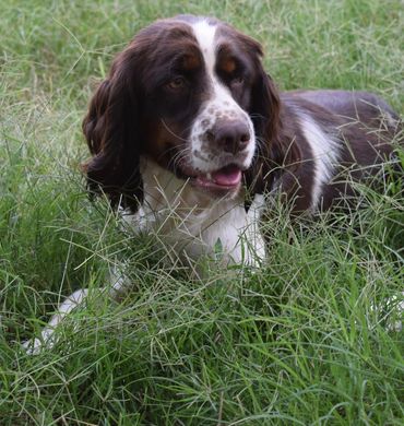 Brown and white english springer spaniel puppy.