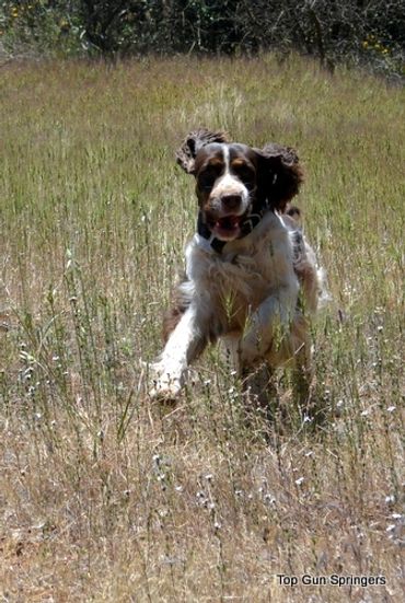 Brown and white english springer spaniel puppy.