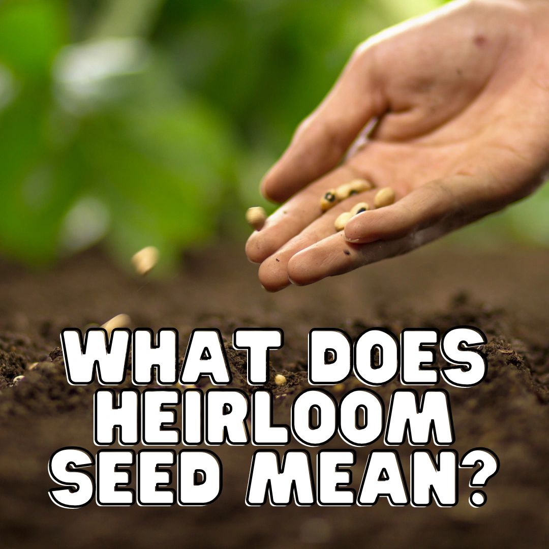 What does heirloom seed mean?