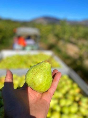 Hand holding a fresh pear in an orchard.