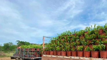 A vehicle transporting numerous potted plants under a partly cloudy sky.