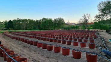 Rows of empty brown pots on soil in a garden.