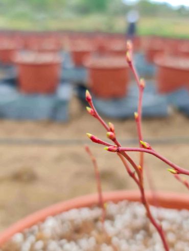 Close-up of a young plant sprouting in a pot.