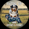 Kuttin' Up Mini Aussies & Doxies