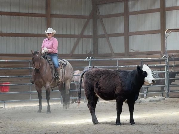 A cowboy on horseback watches a black and white cow in an indoor arena.