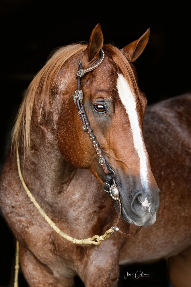 Close-up of a brown horse with a white stripe and decorative bridle.