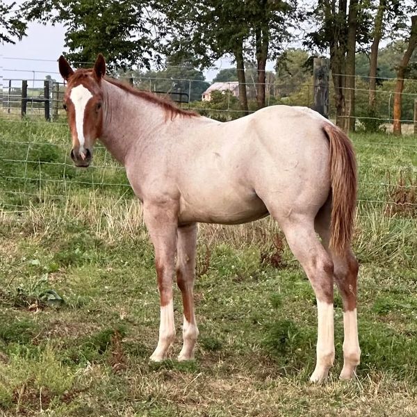 A young horse with a brown and white coat stands in a grassy field.
