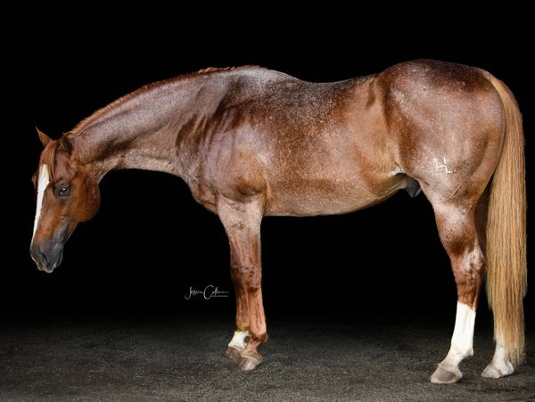 A brown horse with white markings stands against a black background.