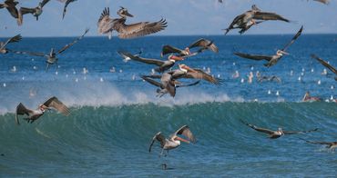 Dave Castro Photography pleicans flying above waves