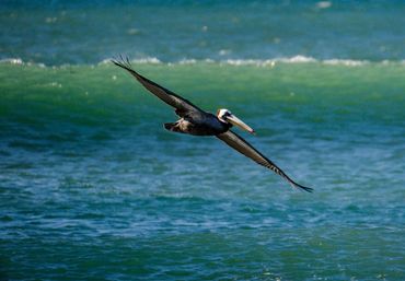  Dave Castro Photography pelican flying above waves