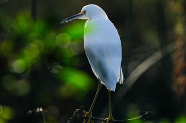 Dave Castro Photography white crane