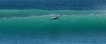 Dave Castro Photography pelican on wave