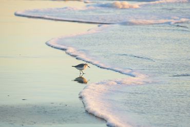 Dave Castro Photography sand piper bird on shoreline