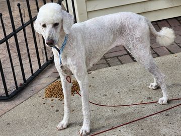 A white poodle with a fresh haircut standing near spilled dog food.