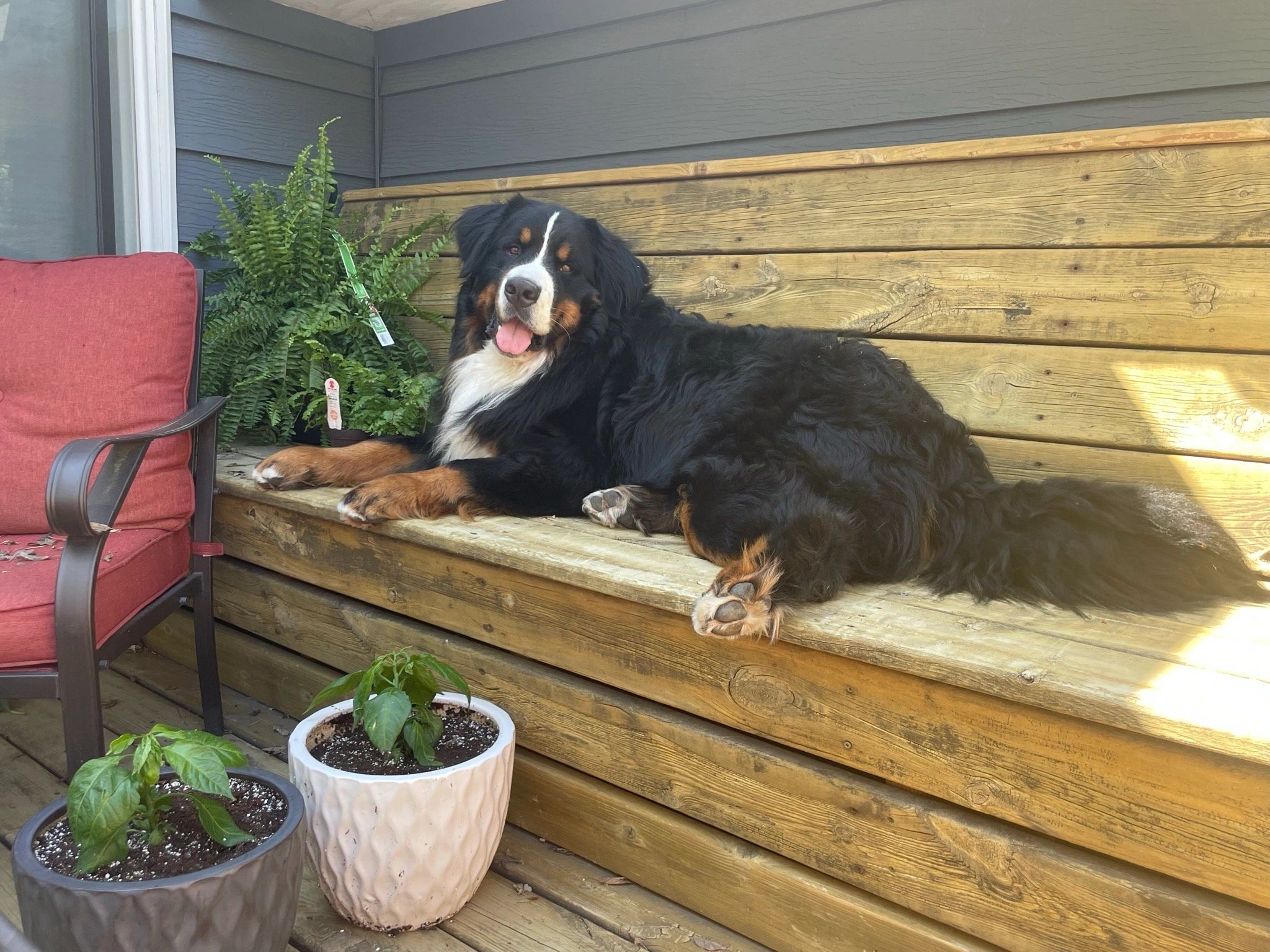 Ridgeview Kennels Bernese, Doodles