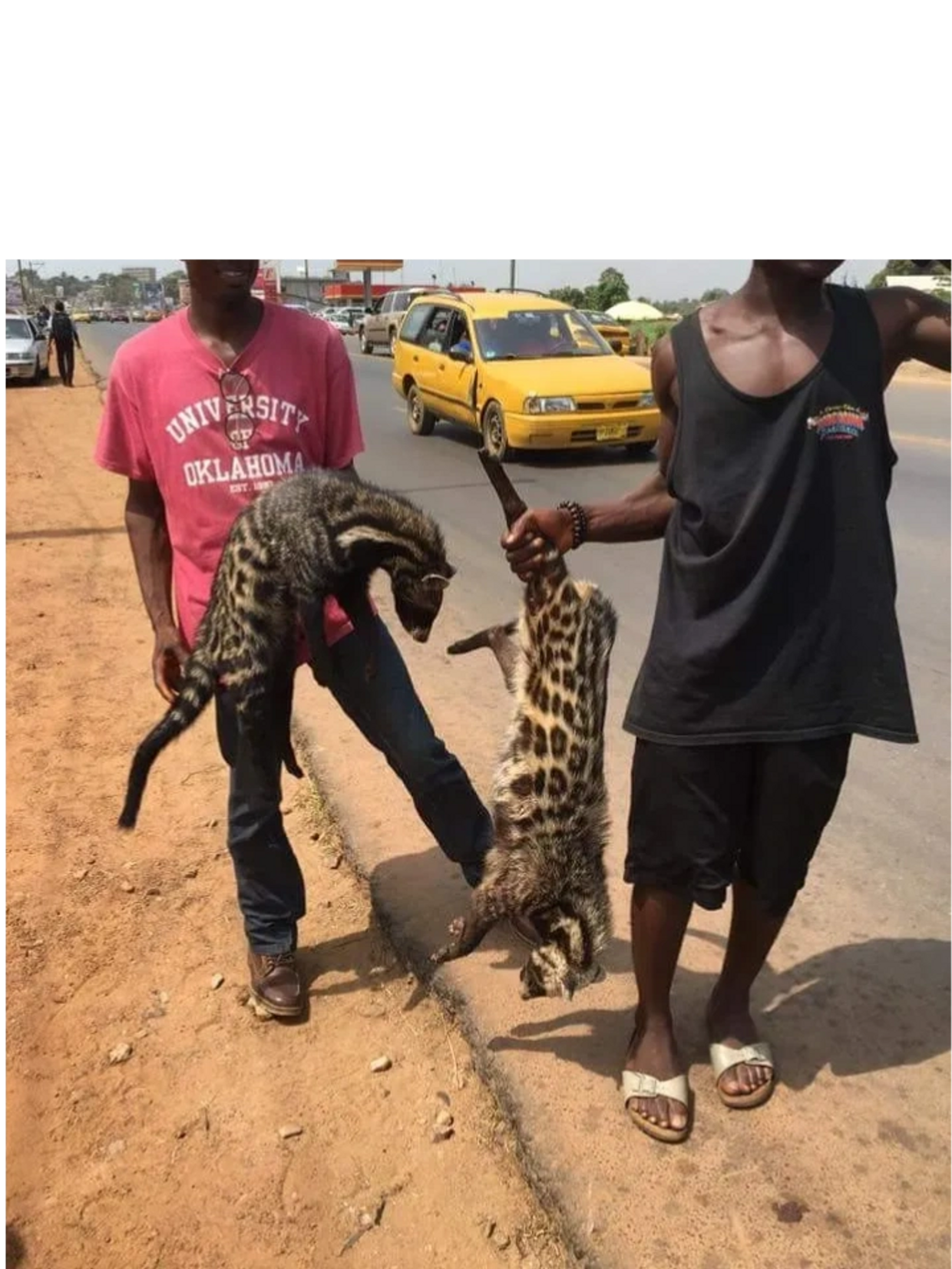 African civets being sold on the streets in Monrovia, Liberia