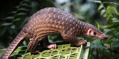 Santuário na Libéria resgata pangolins, mamíferos mais traficados do mundo