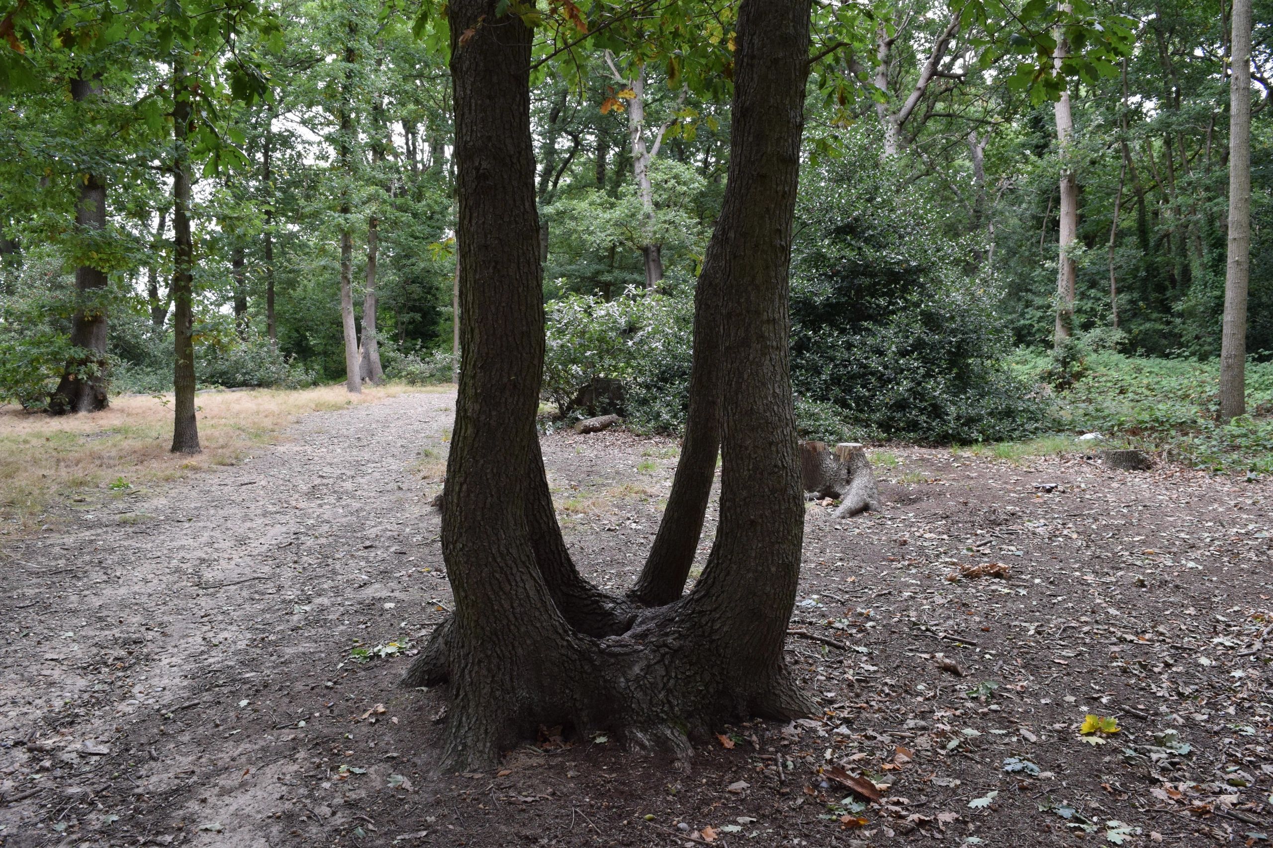 Ecology and Management of Coppice Woodlands