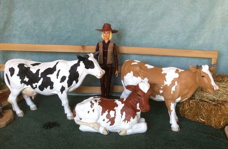 o scale cattle