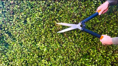 Hedge Trimming Services Ballarat