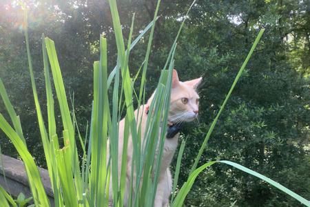 TCVM For Animals logo