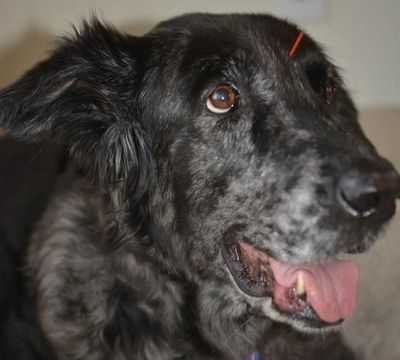 A dog receiving animal acupuncture in Magnolia, TX
