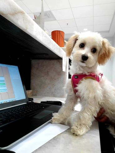 ARCHVET Animal Hospital