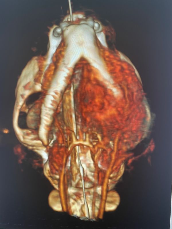 CT scan cat head ARCHVET CT SCANNER