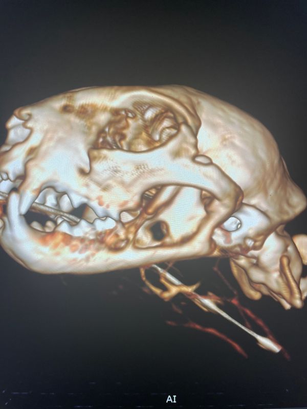 CT scan cat head