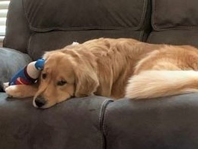 Large golden retriever dog lying on brown couch with a blur and white toy leaning against his head.