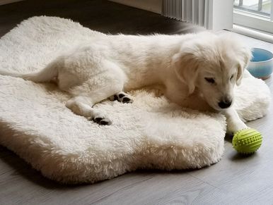 Golden retriever puppy lying on white sherpa bed staring at green rubber ball.