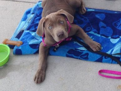 Light brownish gray Weimaraner puppy lying on blue towel wearing pink harness.