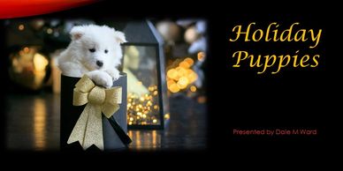 White puppy sitting in black box with gold bow, gold lights in the background.
