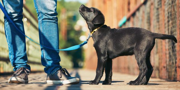 Black puppy on a blue leash gazing up at a person wearing jeans shown from the waist down.