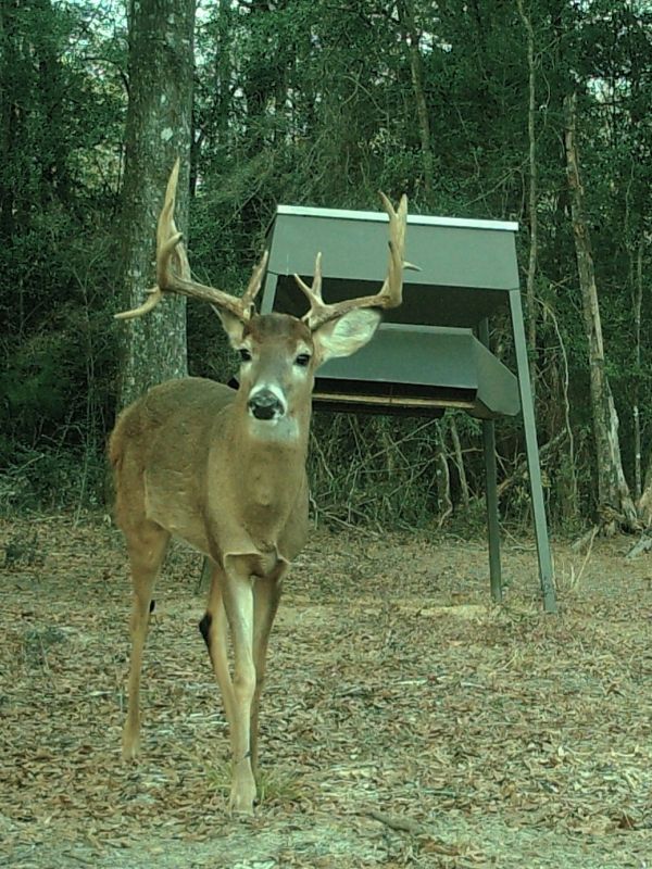 A buck deer with large antlers near a feeder in wooded area.