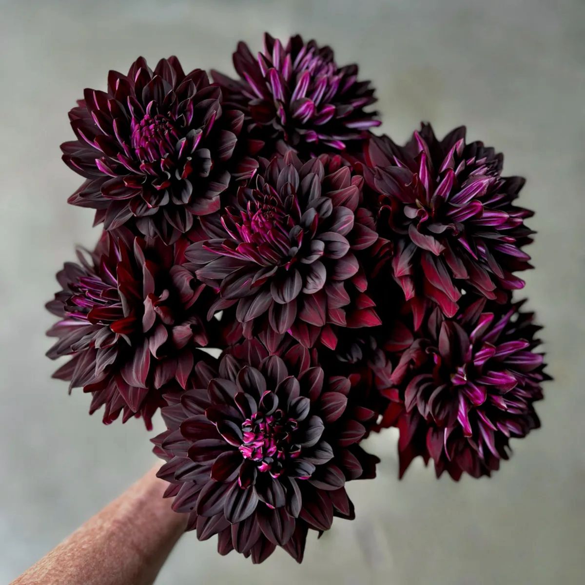 Hollyhill Black Beauty Dahlia Tuber