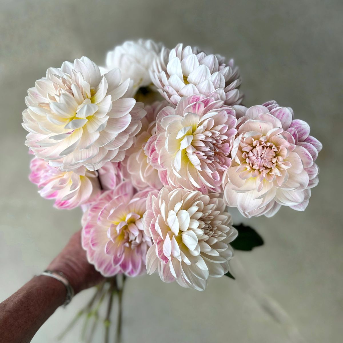 Kelgai Ann Dahlia Tuber