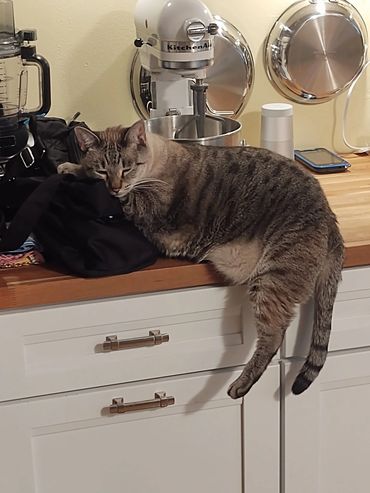 A Black Cat on a Wooden Counter